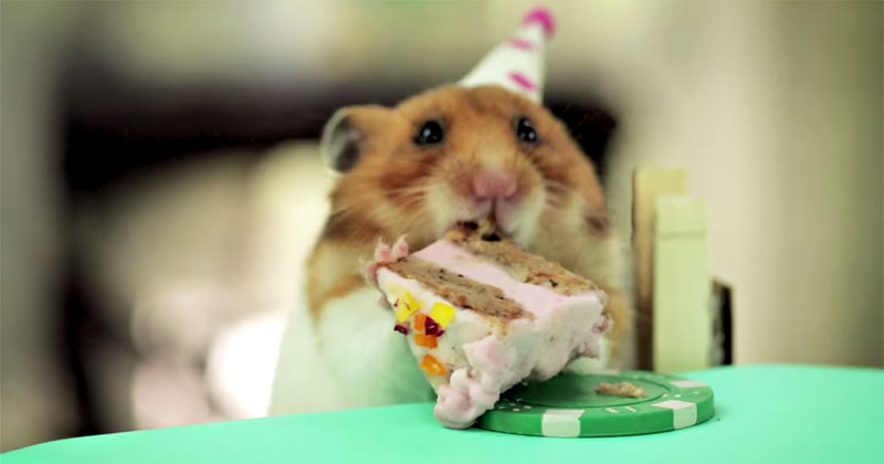 Two Hamsters. One Hedgehog. One Tiny Cake