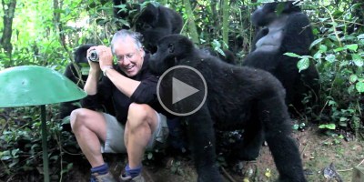 Touched By a Wild Mountain Gorilla