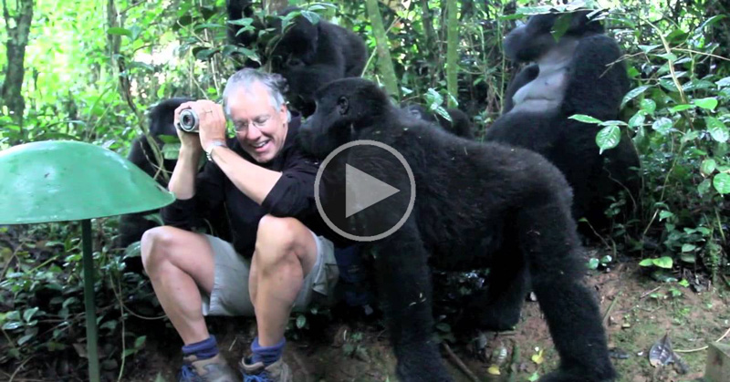 Touched By a Wild Mountain Gorilla