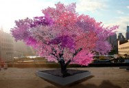 This Tree Bears 40 Different Fruits
