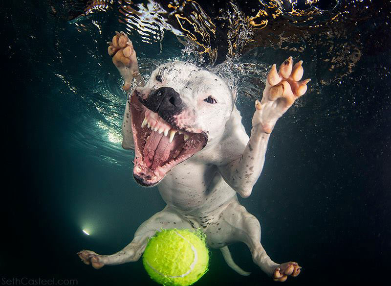 Underwater Photos of Dogs Fetching Balls » TwistedSifter