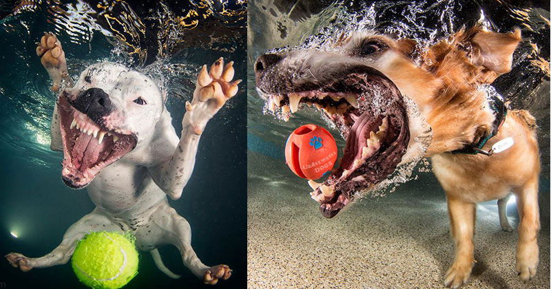 Underwater Photos of Dogs Fetching Balls