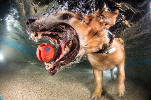 underwater photos of dogs fetching their balls by seth casteel 2 underwater photos of dogs fetching their balls by seth casteel (2)