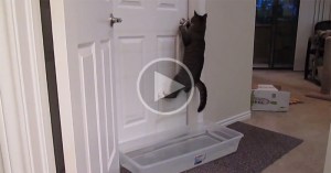 cat opens doors video cat opens doors video