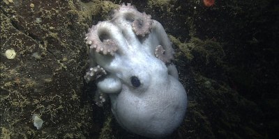 Deep-Sea Octopus Broods Eggs for 4.5 years, Longer Than Any Known Animal