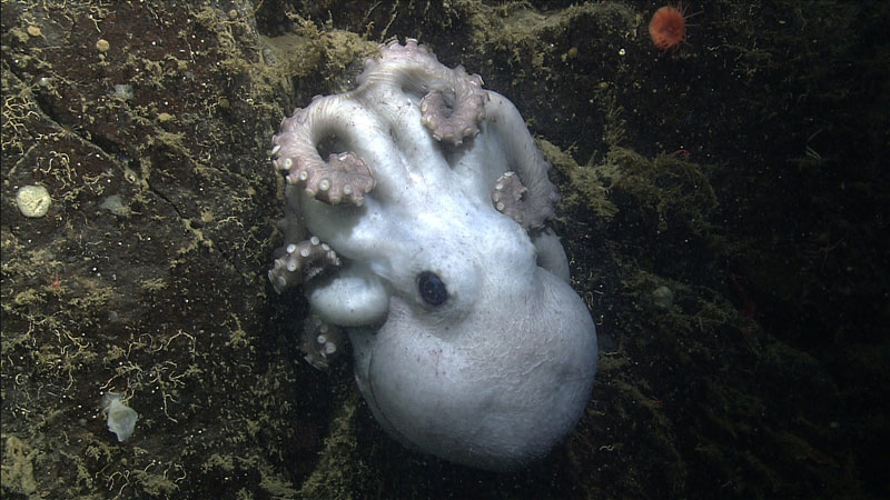 Deep-Sea Octopus Broods Eggs for 4.5 years, Longer Than Any Known Animal