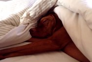 This Dog’s Reaction to an Alarm Clock is Priceless