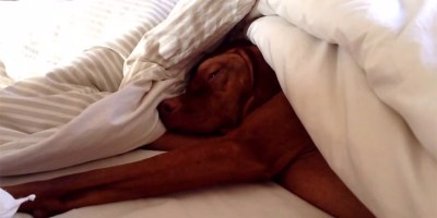 This Dog's Reaction to an Alarm Clock is Priceless