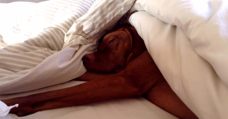 This Dog's Reaction to an Alarm Clock is Priceless