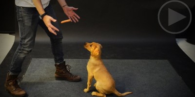 Dogs React to a Levitating Hot Dog