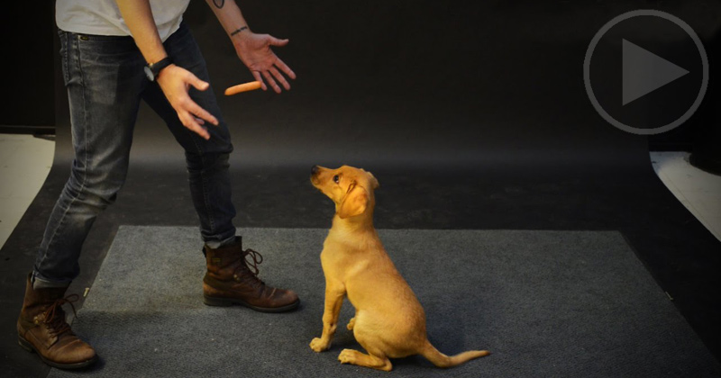 Dogs React to a Levitating Hot Dog
