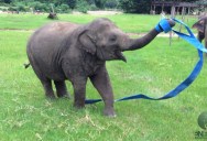 This Rescued Elephant Playing with Ribbon is the Best Thing You’ll See Today
