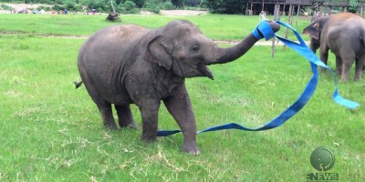 This Rescued Elephant Playing with Ribbon is the Best Thing You'll See Today