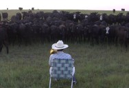 Farmer Serenades Cattle with Trombone Rendition of Lorde’s Royals