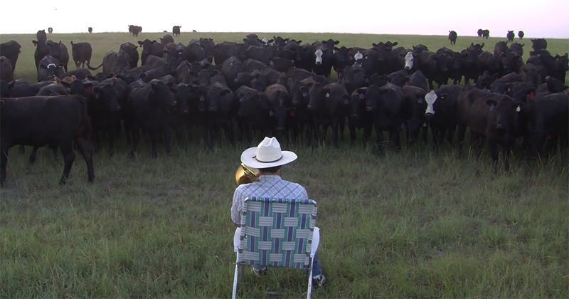Farmer Serenades Cattle with Trombone Rendition of Lorde's Royals