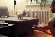 French Bulldog Conquers Fear and Takes First Big Leap