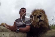 Tau the Lion Makes an Impassioned PSA for World Lion Day