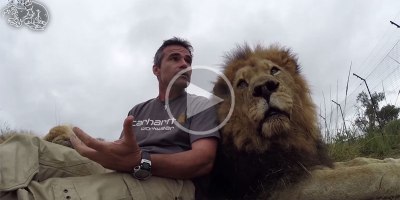 Tau the Lion Makes an Impassioned PSA for World Lion Day