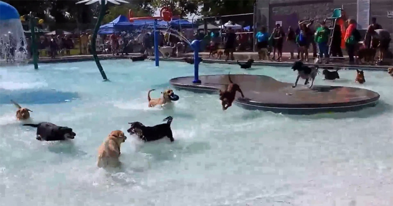 At the End of Each Season, this Pool has a Day Just for Dogs