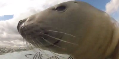 This Seal is Determined to Surf
