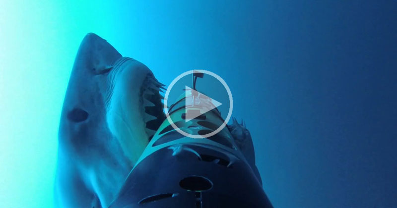 Shark Cam Captures More Than It Bargained For
