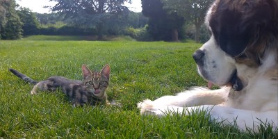 St. Bernard Meets a Kitten, Adorableness Ensues
