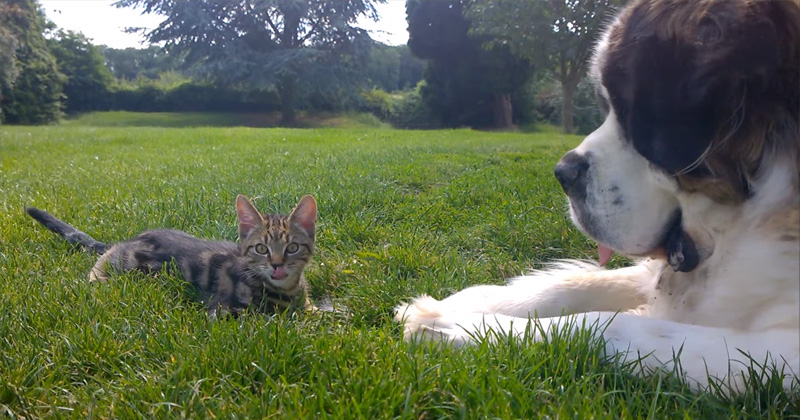 St. Bernard Meets a Kitten, Adorableness Ensues