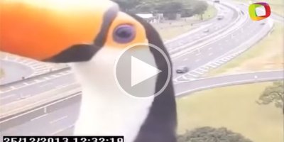 Just a Toucan Photobombing a Traffic Camera
