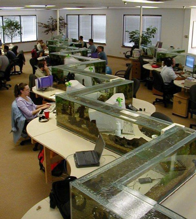 Office Aquarium Doubles as Desk Divider