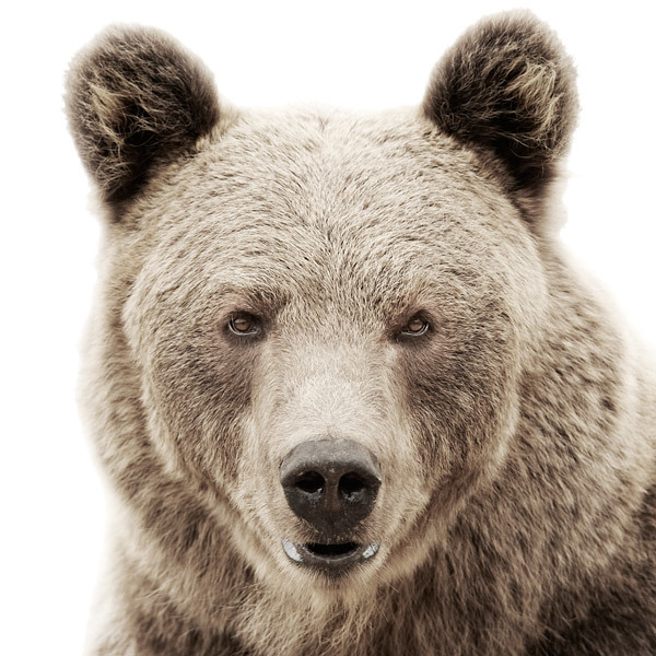 Animal Portraits on Stark White Backgrounds by Morten Koldby