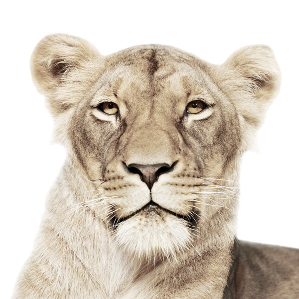 Animal Portraits on Stark White Backgrounds by Morten Koldby