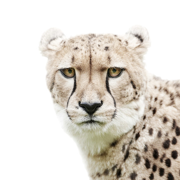 Animal Portraits on Stark White Backgrounds by Morten Koldby