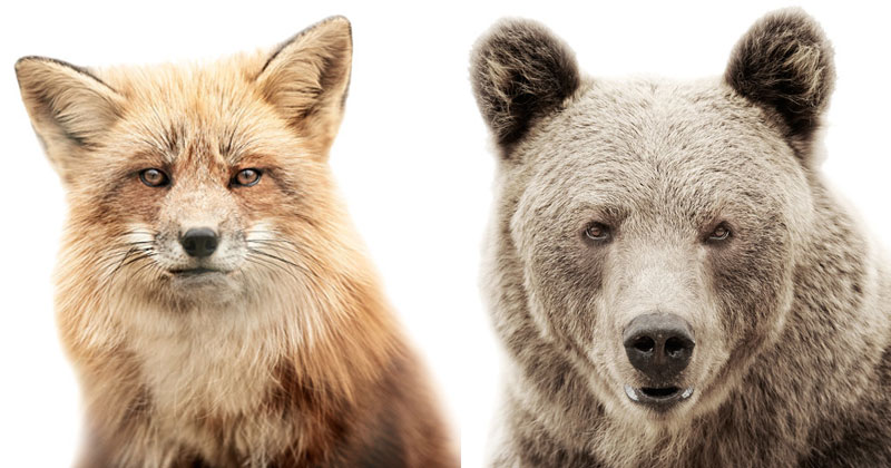 Animal Portraits on Stark White Backgrounds by Morten Koldby