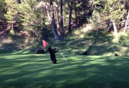 Baby Bear Wanders Onto Golf Course, Mistakes Flagstick for Wobbly Tree