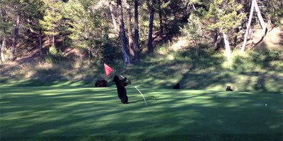 Baby Bear Wanders Onto Golf Course, Mistakes Flagstick for Wobbly Tree