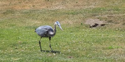 Blue Heron Eats Gopher to Soothing Commentary