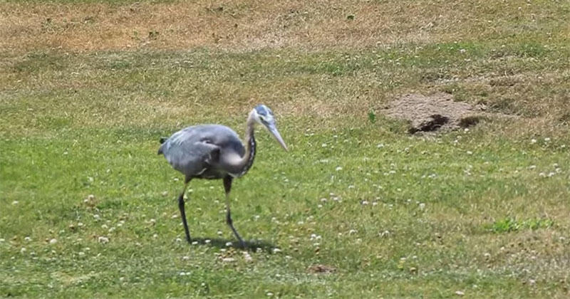 Blue Heron Eats Gopher to Soothing Commentary