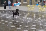Dog Reminds Us to Enjoy the Simple Pleasures in Life
