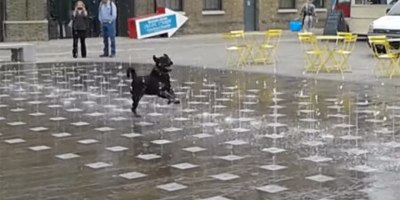 Dog Reminds Us to Enjoy the Simple Pleasures in Life