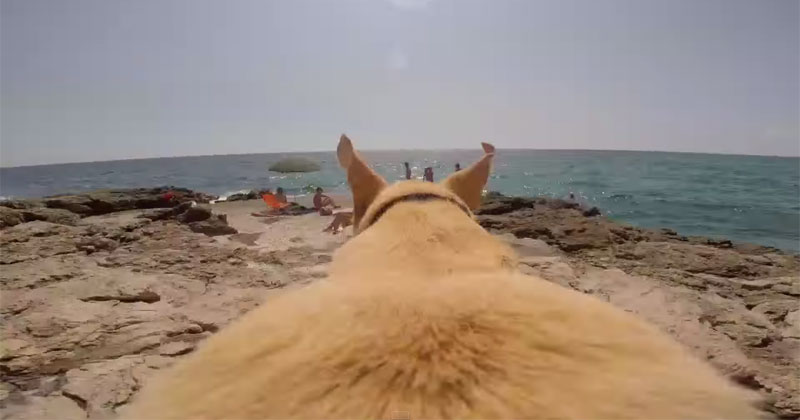 Dog Runs as Fast as He Can to Jump Into the Water