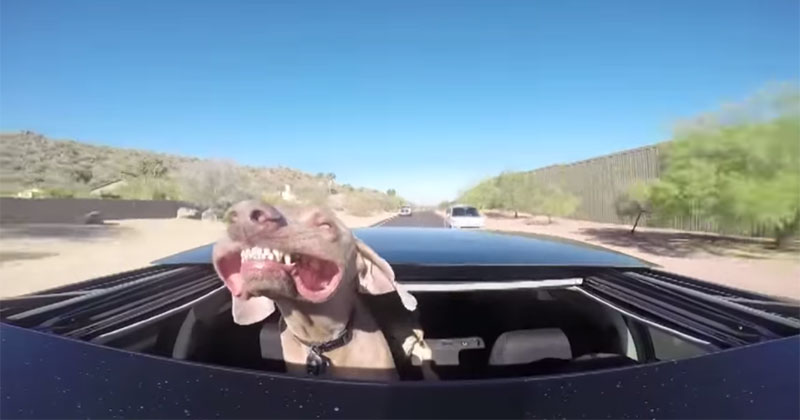 Camera Captures Dog on Car Ride with Sunroof Open