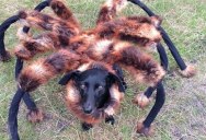 Dog Wears Spider Costume at Night, Scares the Crap Out of Everyone