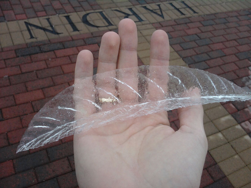 Picture of the Day: A Layer of Ice Off a Leaf