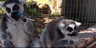 Lemurs Loving Lollipops