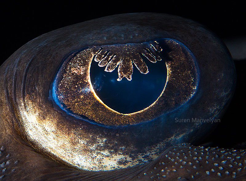 14 Extremely Detailed Close-Ups of Animal Eyes » TwistedSifter