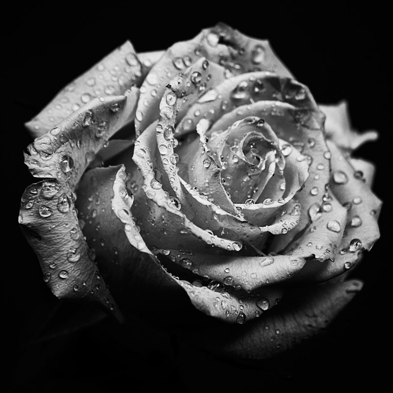 Picture of the Day: Macro Rose