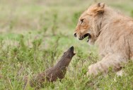 Bold Mongoose Fends Off Four Lions