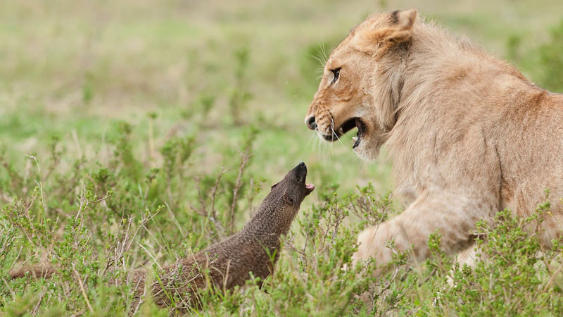 Bold Mongoose Fends Off Four Lions