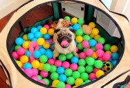 Pug’s First Ball Pit Experience