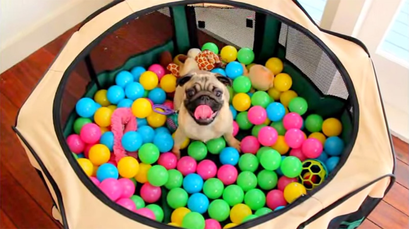 Pug's First Ball Pit Experience